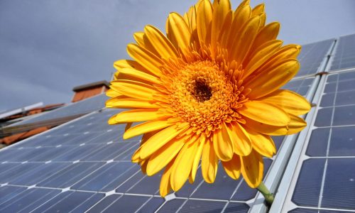 Photovoltaikpaneel mit Sonnenblume